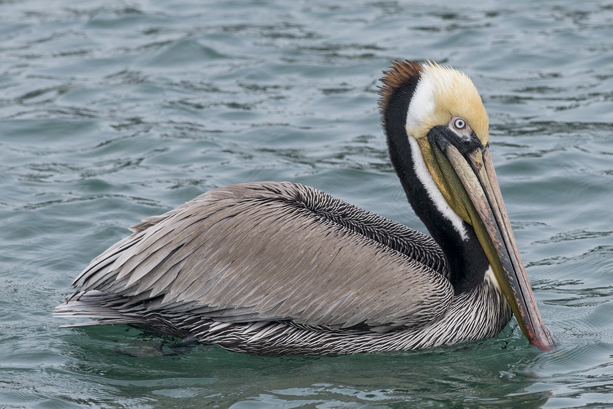 Brown Pelican - ML50219211