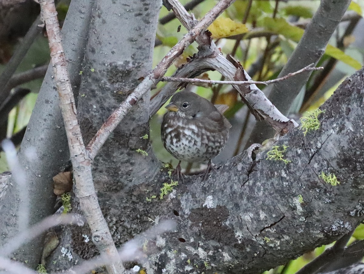 Fox Sparrow - Ian Thompson