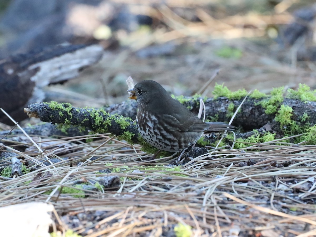 Fox Sparrow - ML502192451