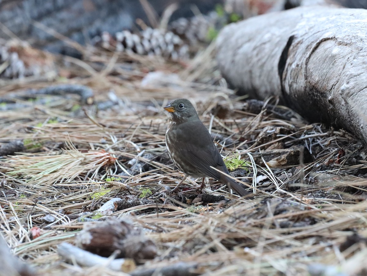 Fox Sparrow - ML502192461