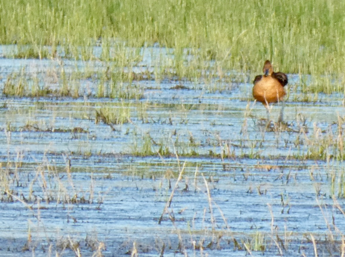 Fulvous Whistling-Duck - ML502192721