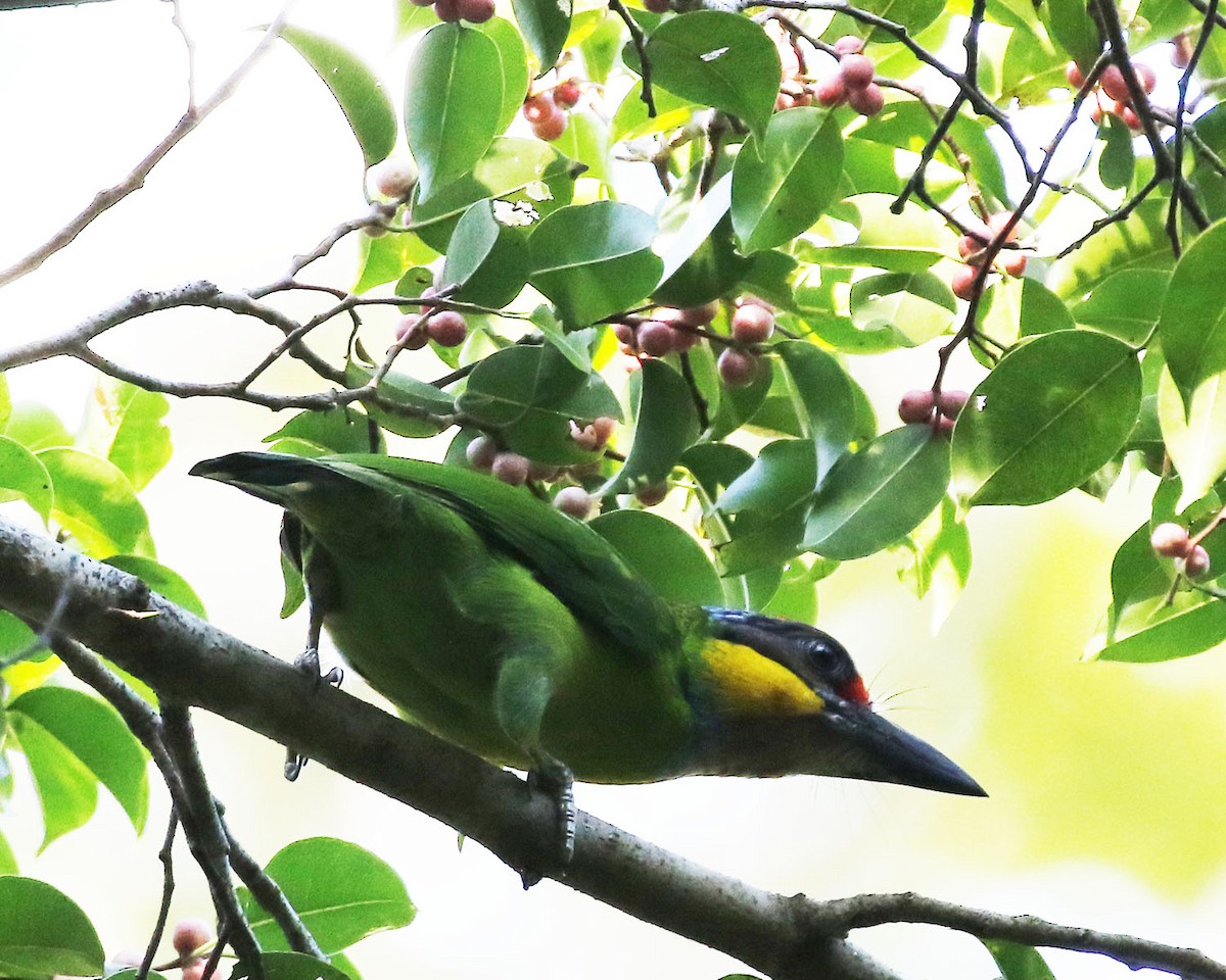 Sarı Bıyıklı Barbet (chrysopogon/laetus) - ML50219311