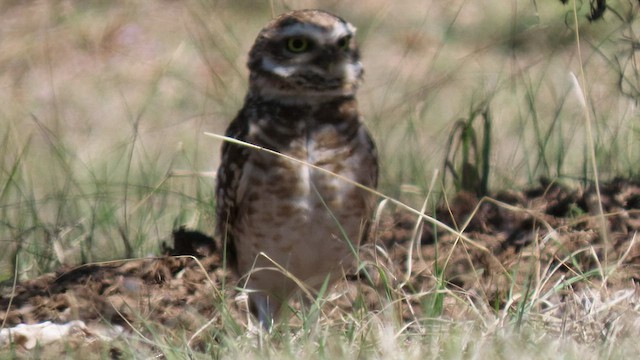 Burrowing Owl - ML502193411