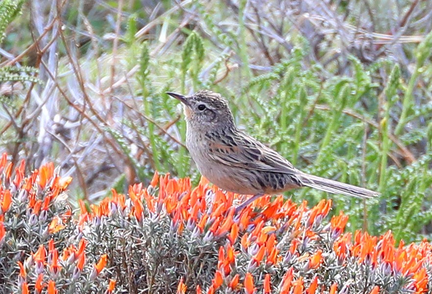 Austral Canastero - Karmela Moneta