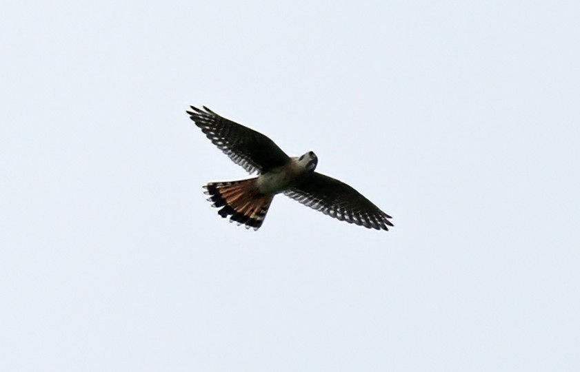 American Kestrel - ML502194851