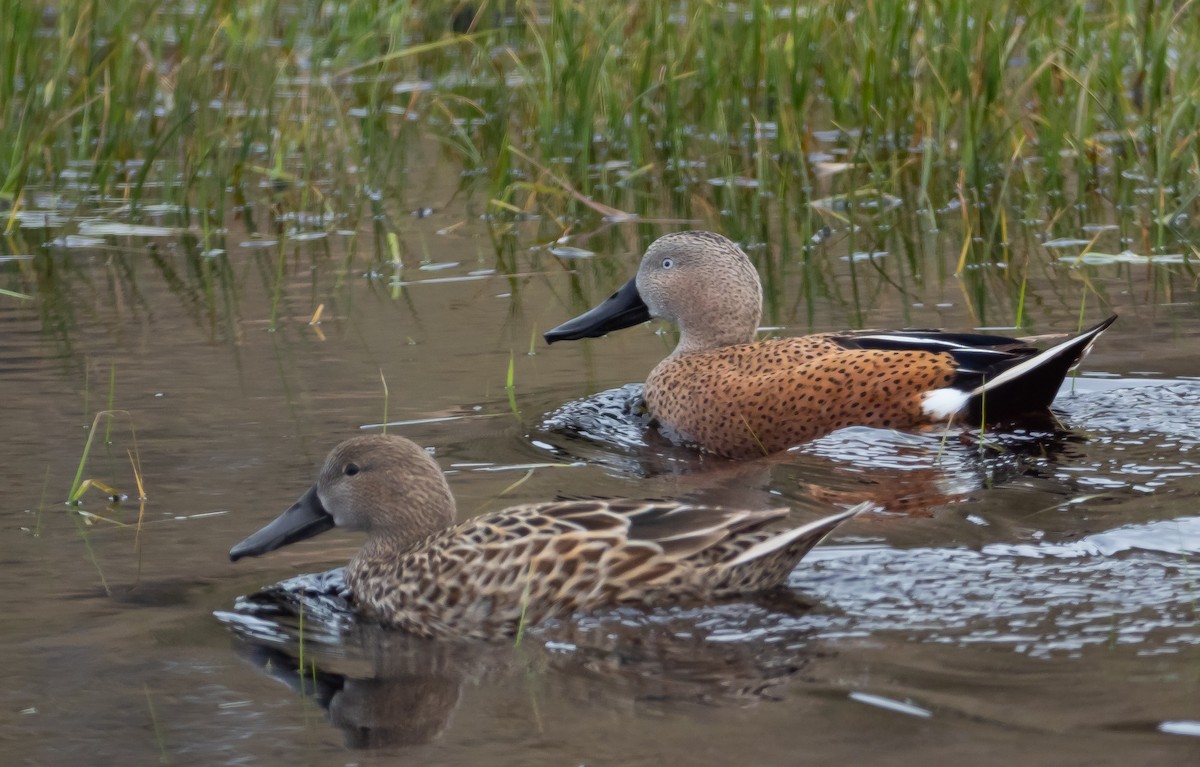 Red Shoveler - ML502194871