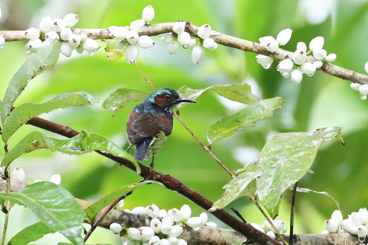 Gray-throated Sunbird - ML50219491