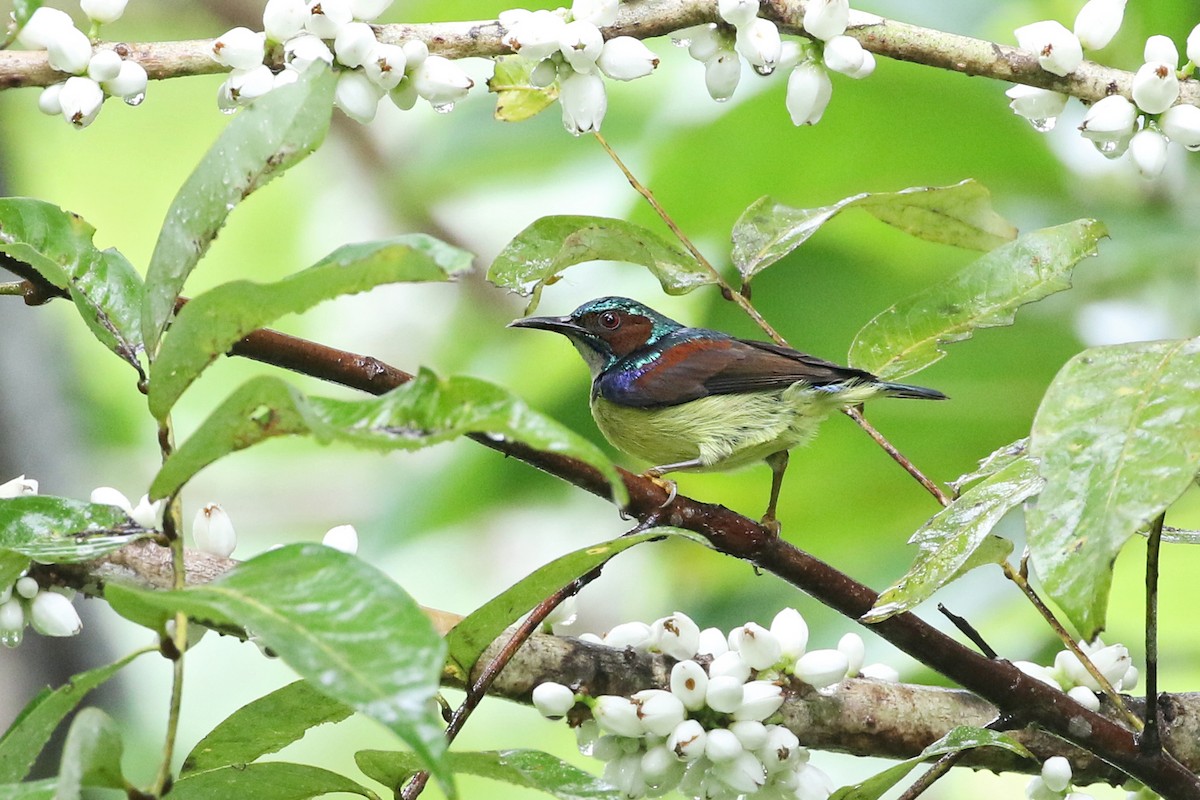 Gray-throated Sunbird - ML50219511