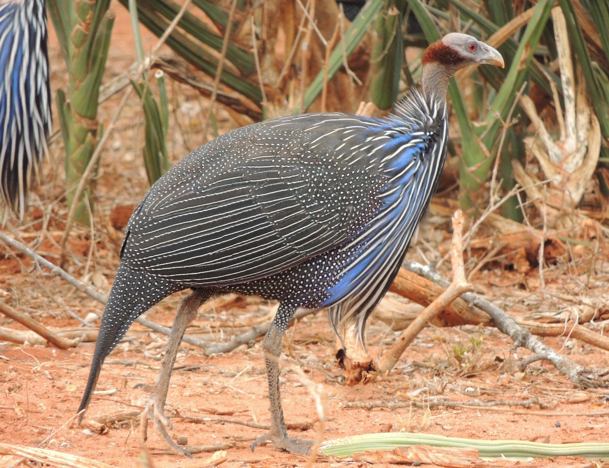 Vulturine Guineafowl - ML502195351