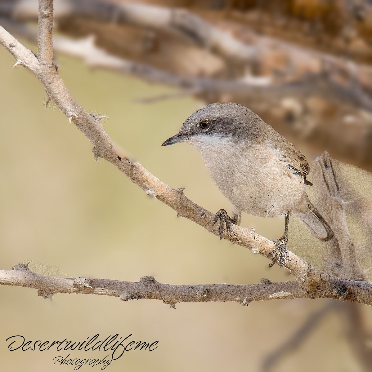 Curruca Zarcerilla - ML502195461