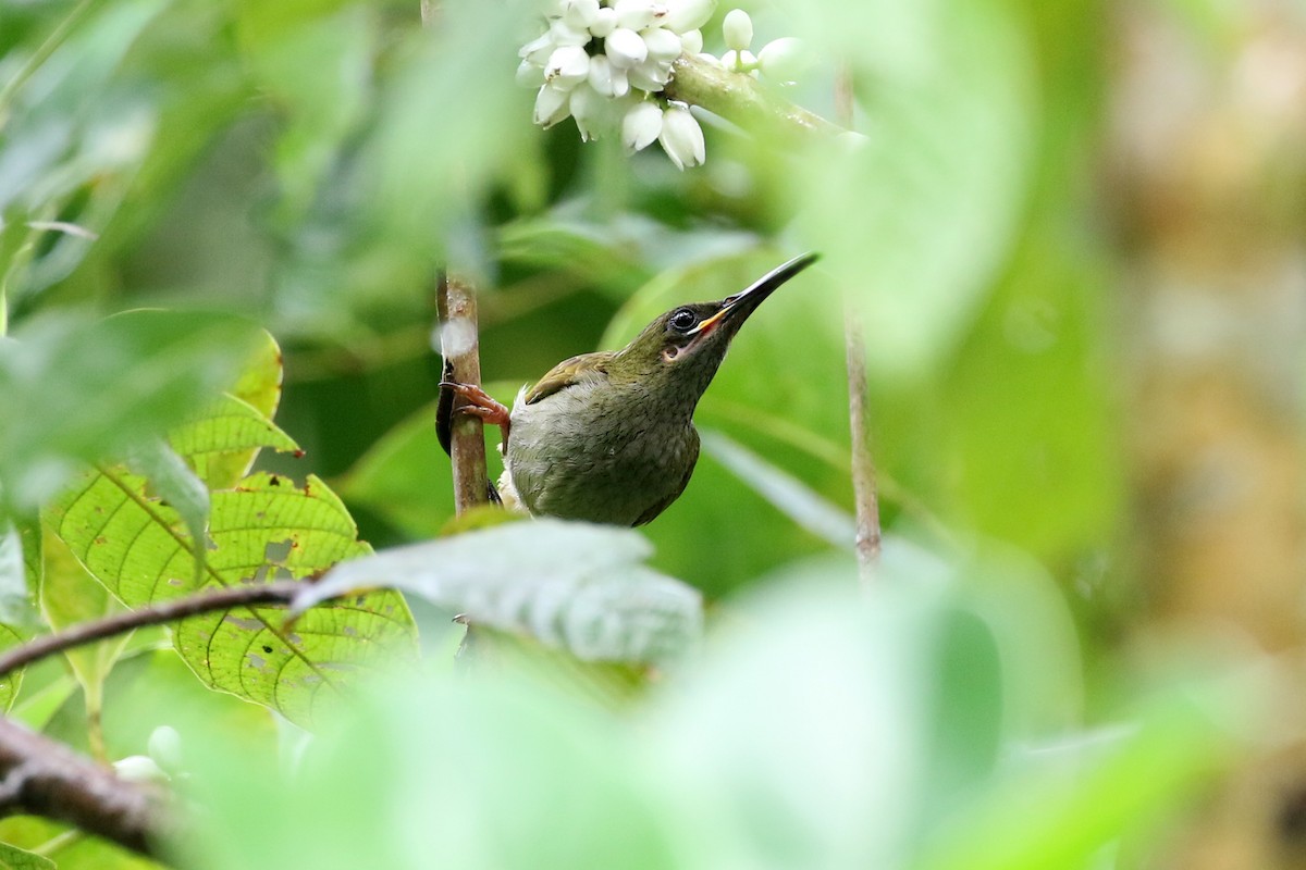 Naked-faced Spiderhunter - ML50219551