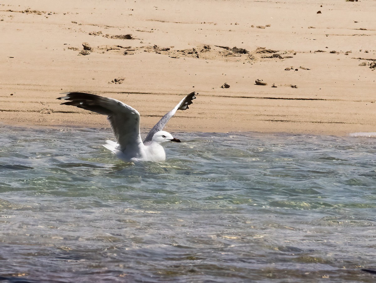 ebird-checklist-8-nov-2022-boat-harbour-kurnell-8-species