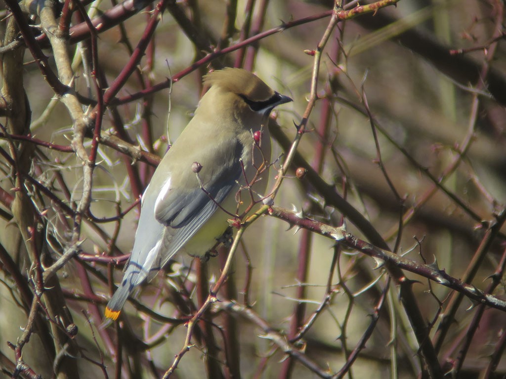 Cedar Waxwing - ML50219621