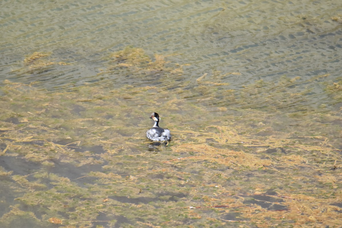 Silvery Grebe - ML502196701