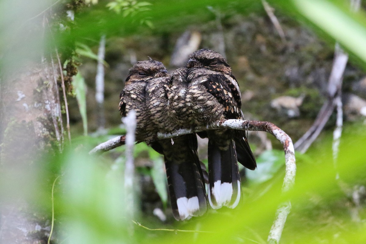 Philippine Nightjar - ML50219681