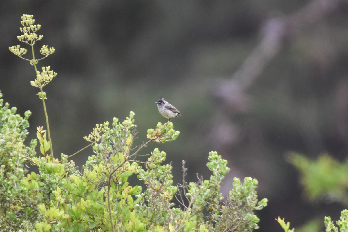 Tufted Tit-Tyrant - ML502197231