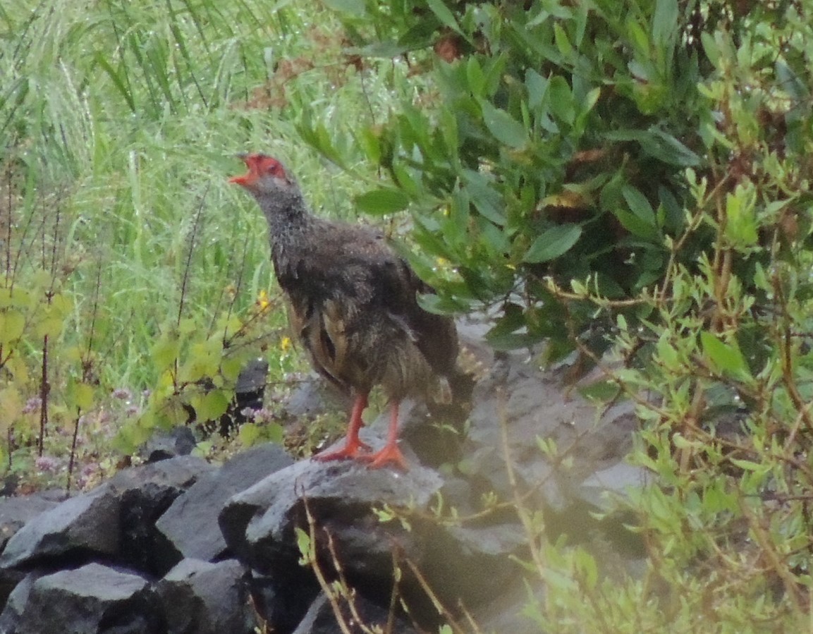 Harwood's Spurfowl - Peter Bono