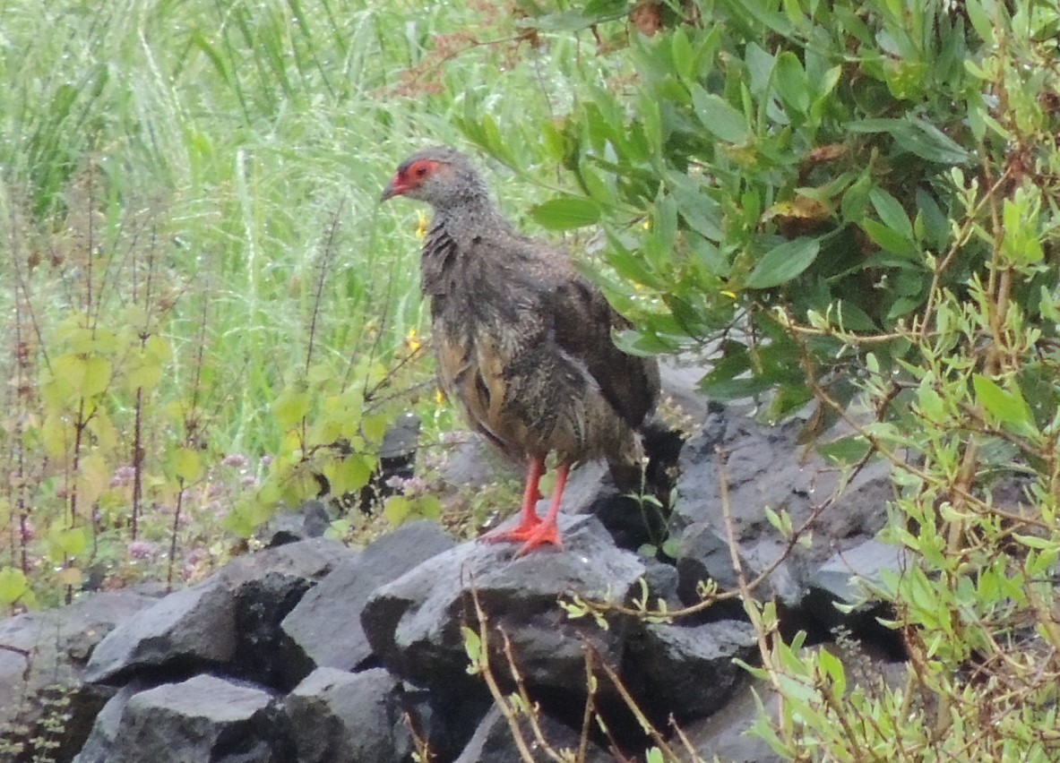 Harwood's Spurfowl - ML502197661