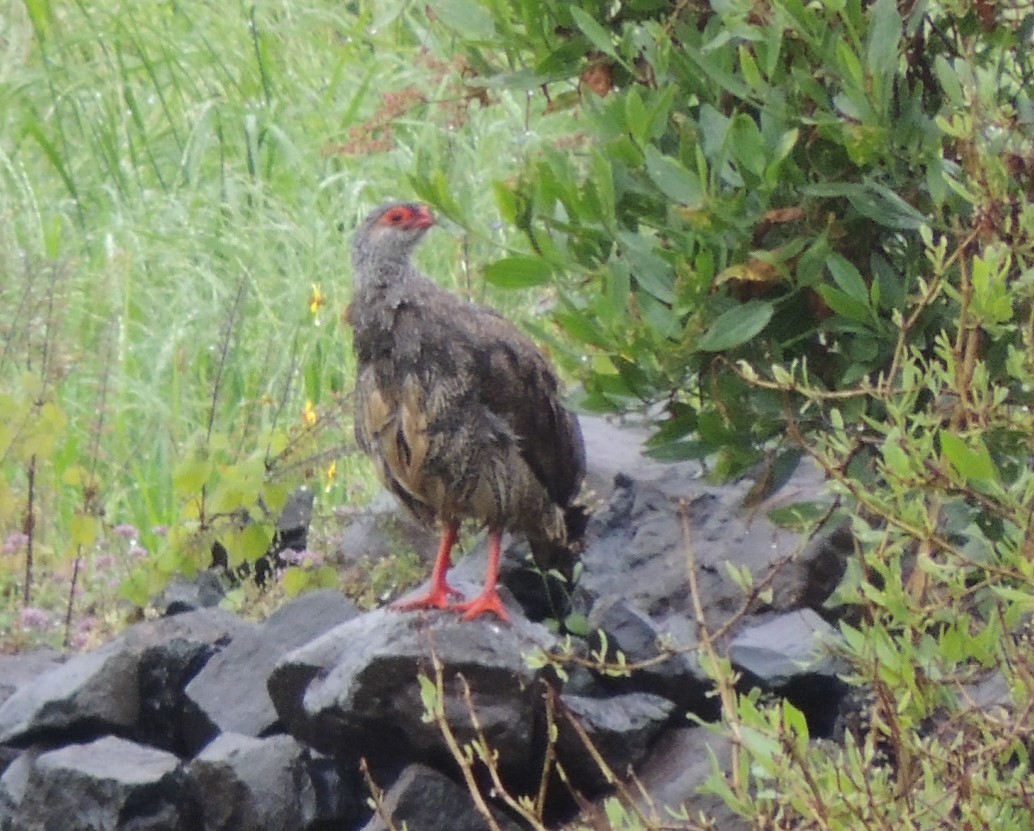 Harwood's Spurfowl - Peter Bono