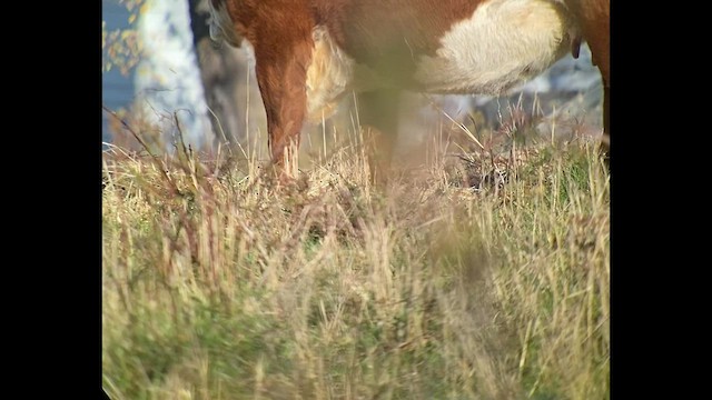 Western Cattle Egret - ML502197791