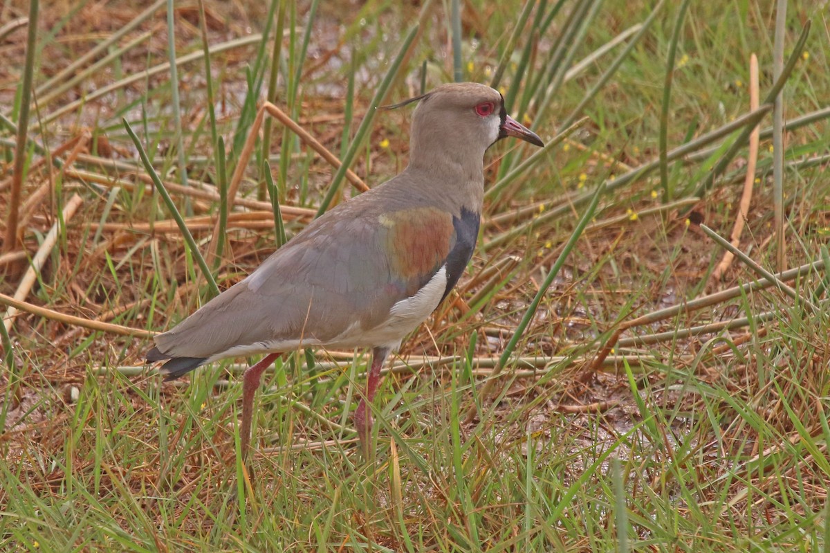 Southern Lapwing - ML502197861