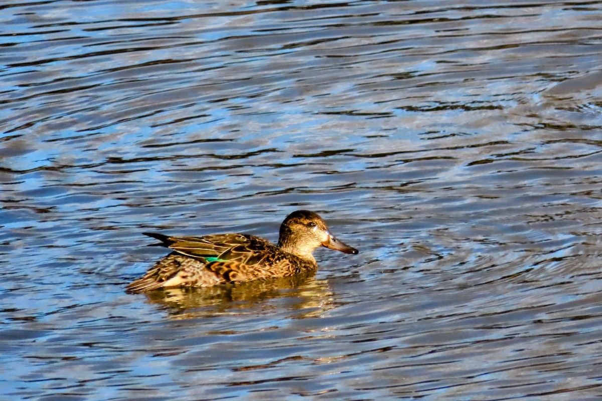 Green-winged Teal - ML502197901
