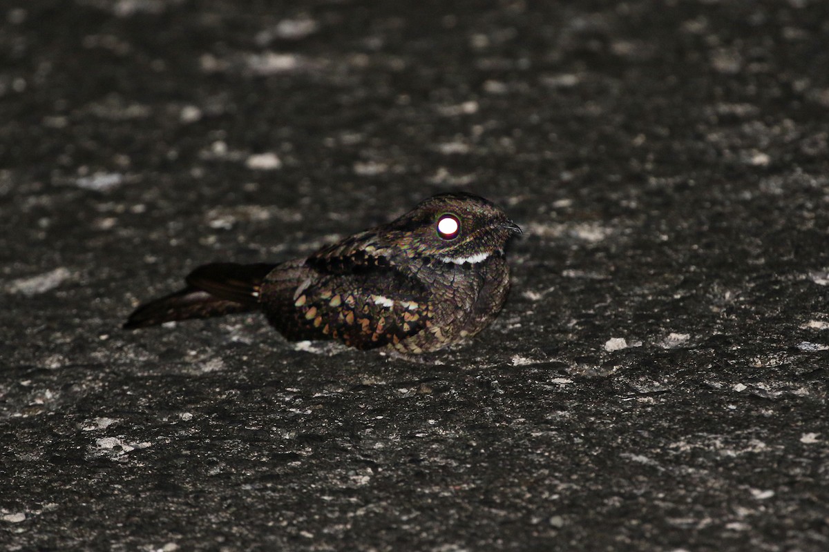 Philippine Nightjar - ML50219851