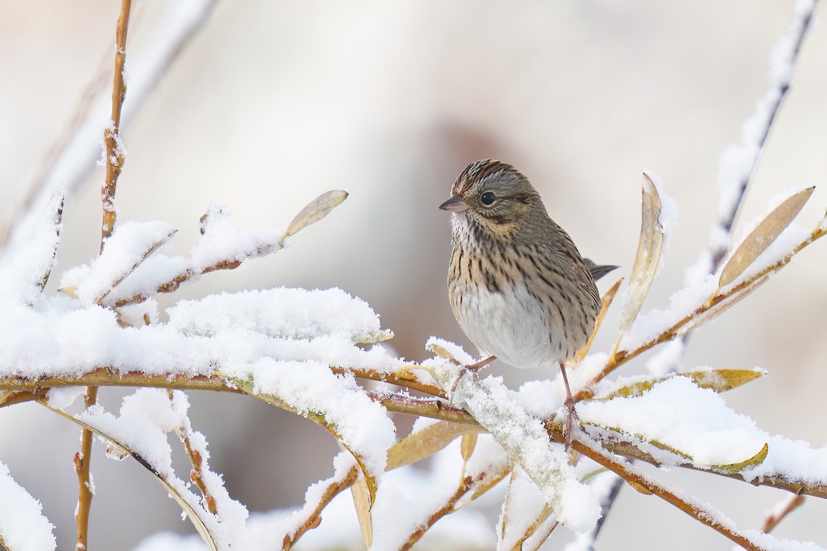 Lincoln's Sparrow - ML502200021