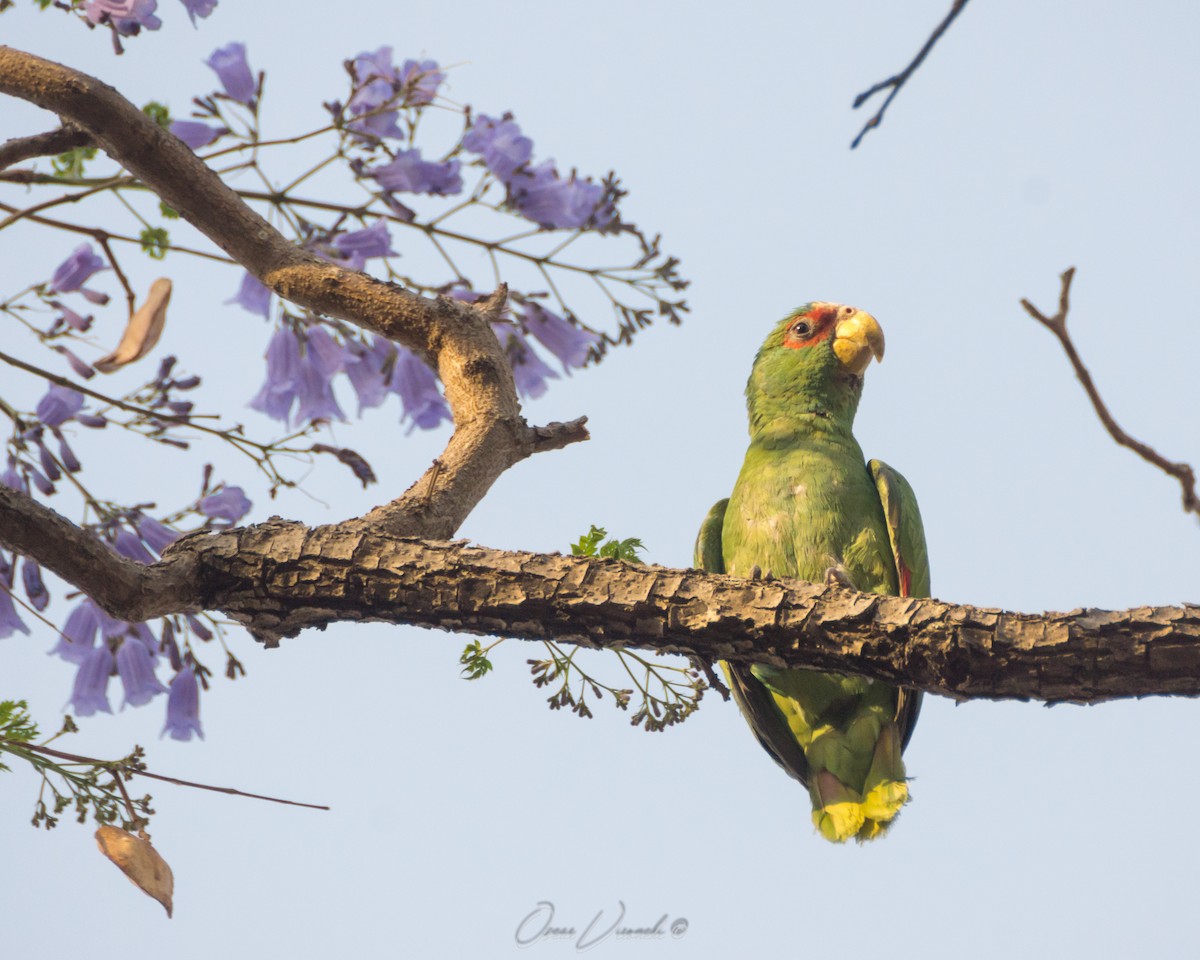 White-fronted Parrot - ML502200931