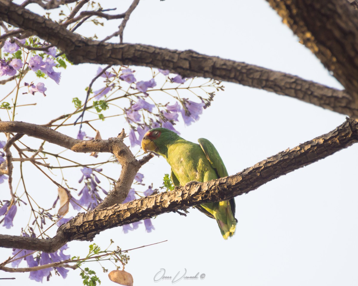 White-fronted Parrot - ML502200941