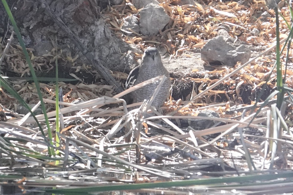 Sharp-shinned Hawk - Chris McVittie