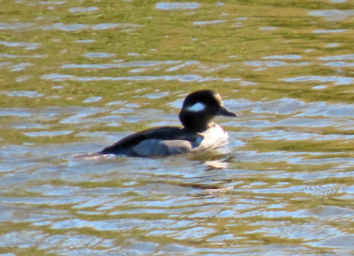 Bufflehead - ML502203561