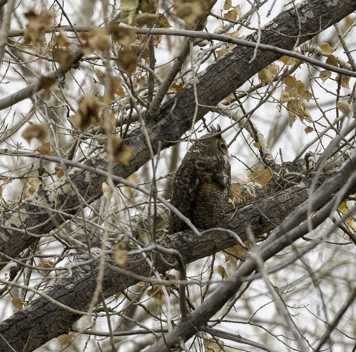 Great Horned Owl - ML502203661