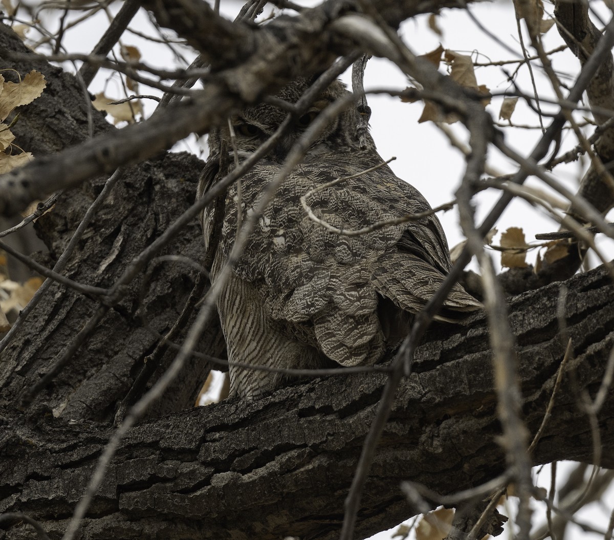 Great Horned Owl - ML502203671