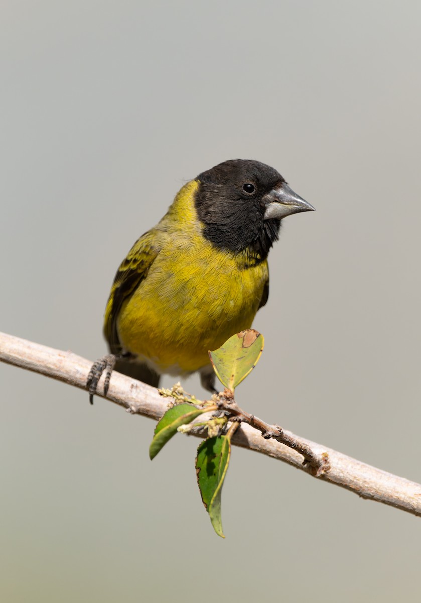 Thick-billed Siskin - ML502204791