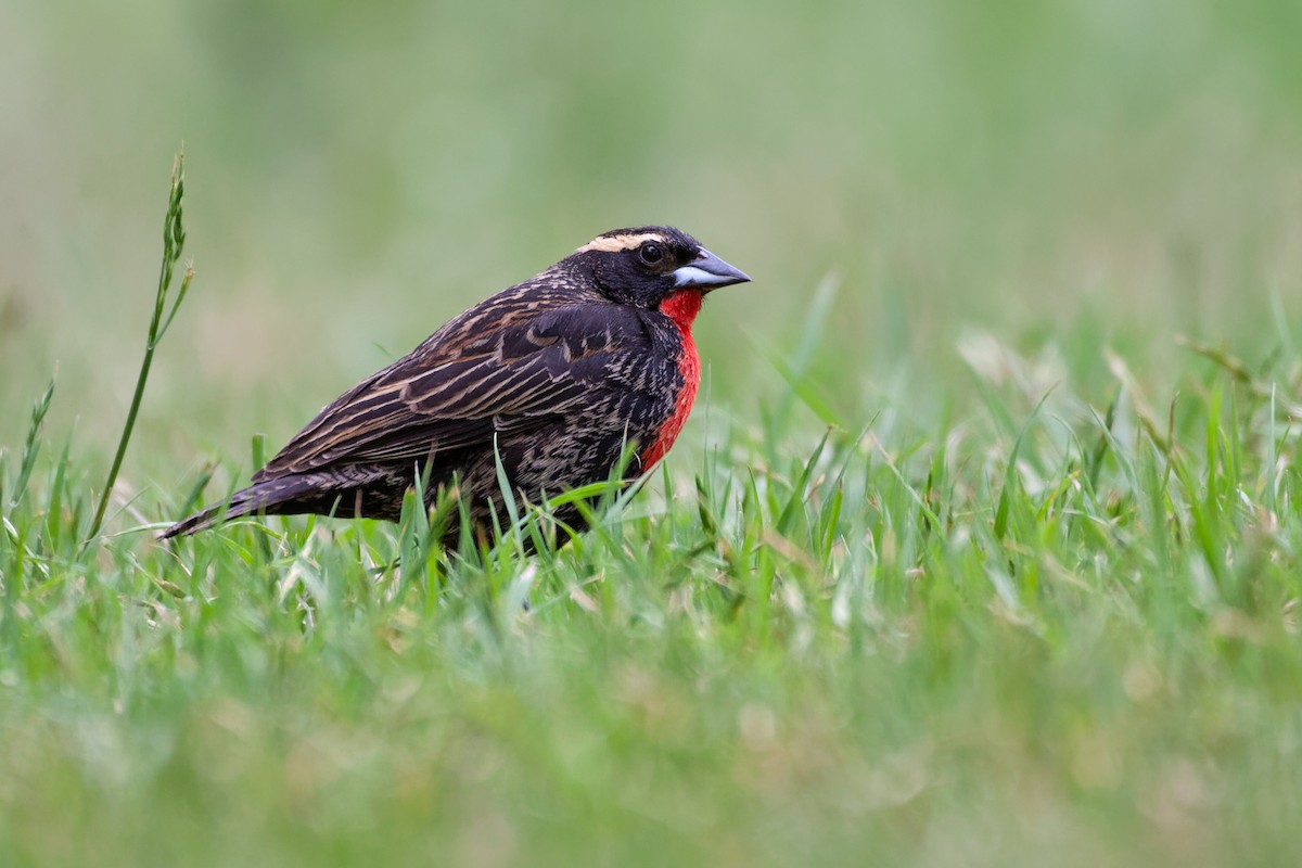 White-browed Meadowlark - ML502206201