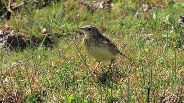 Pipit jaunâtre - ML502206271