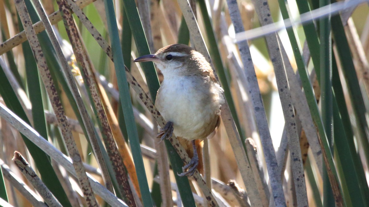 Curve-billed Reedhaunter - ML502210061