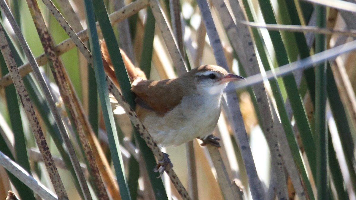 Curve-billed Reedhaunter - ML502210071