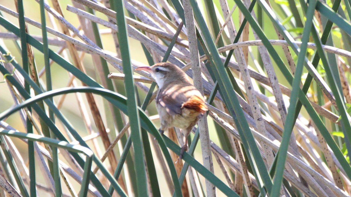 Curve-billed Reedhaunter - ML502210081