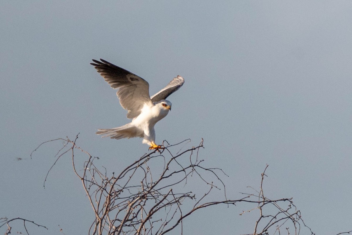 White-tailed Kite - ML502210881