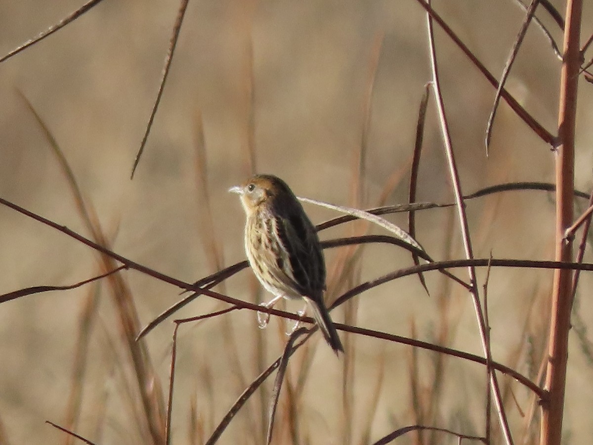 LeConte's Sparrow - Ruben  Stoll