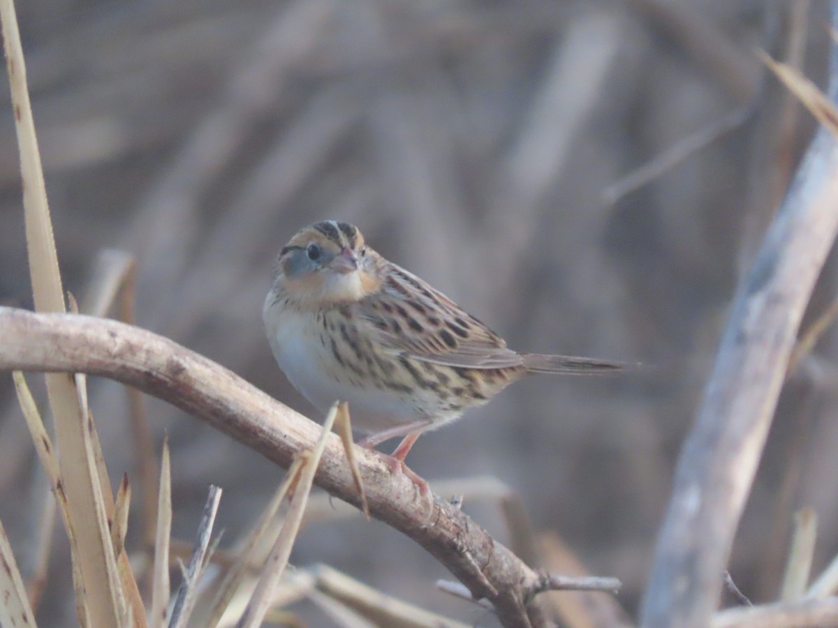 LeConte's Sparrow - ML502211091