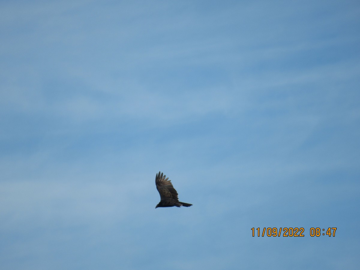 Turkey Vulture - ML502212161