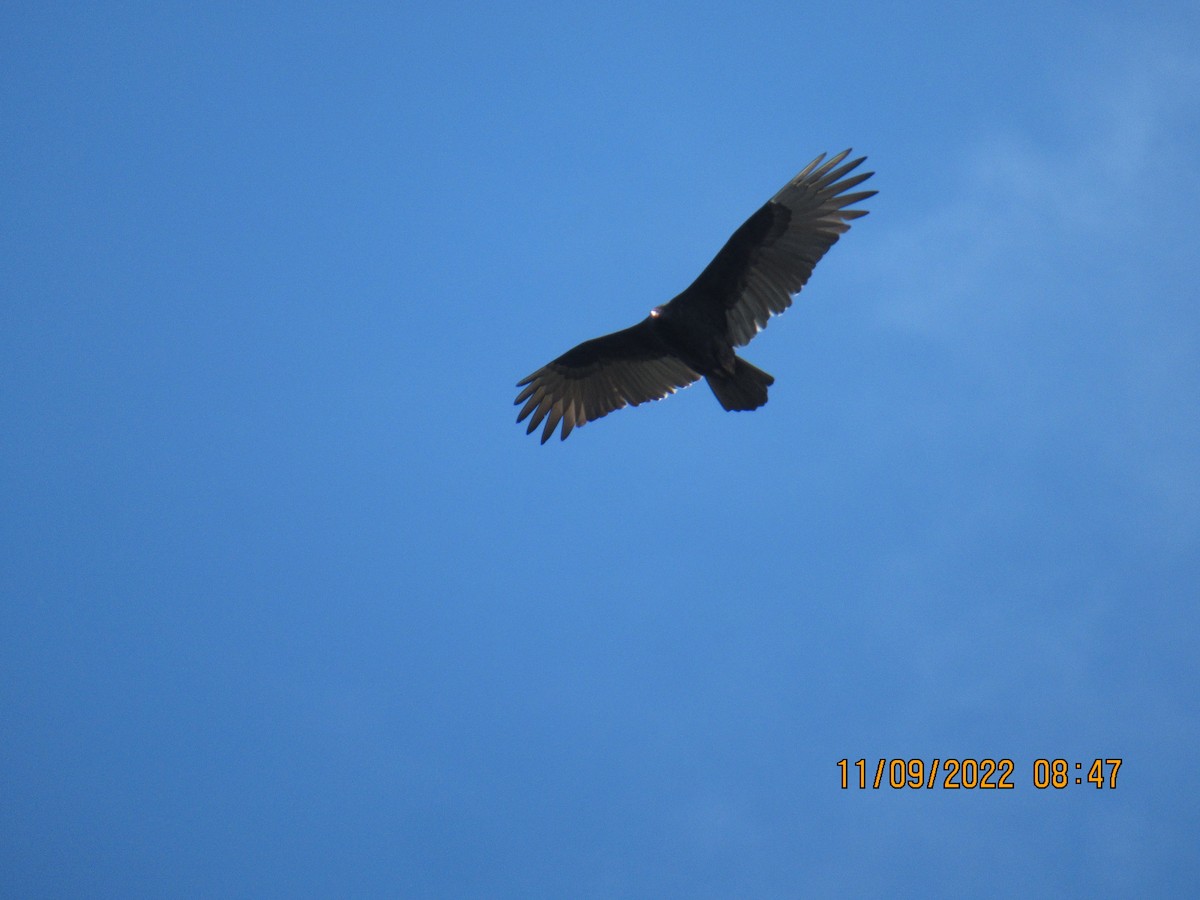 Turkey Vulture - ML502212301