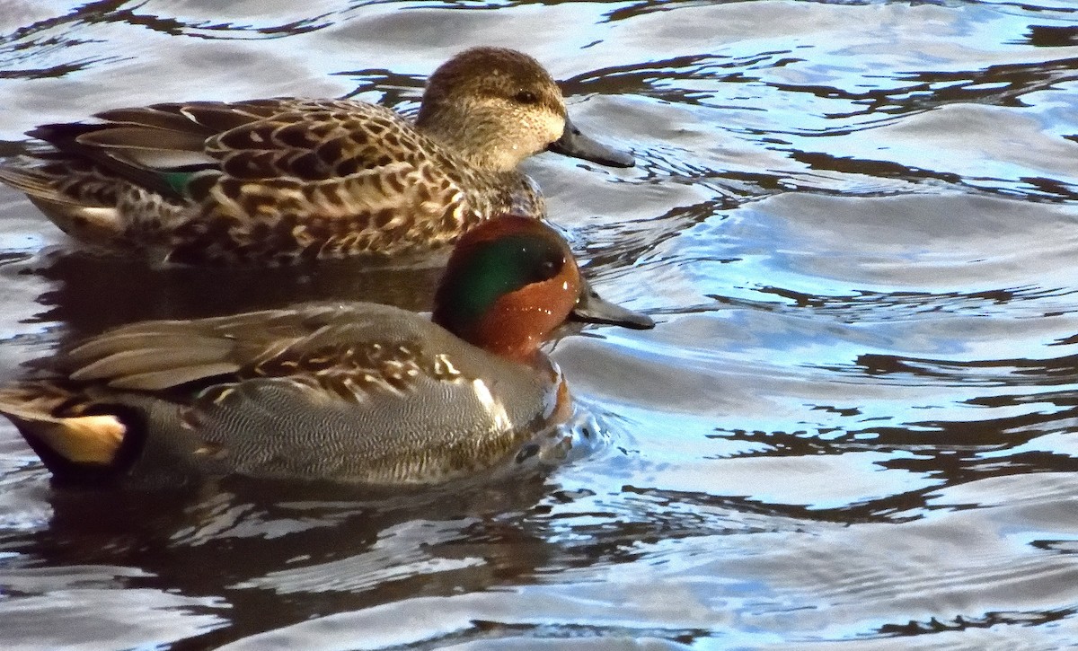 Green-winged Teal - ML502212421