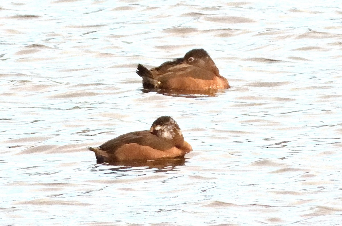 Ring-necked Duck - ML502212681