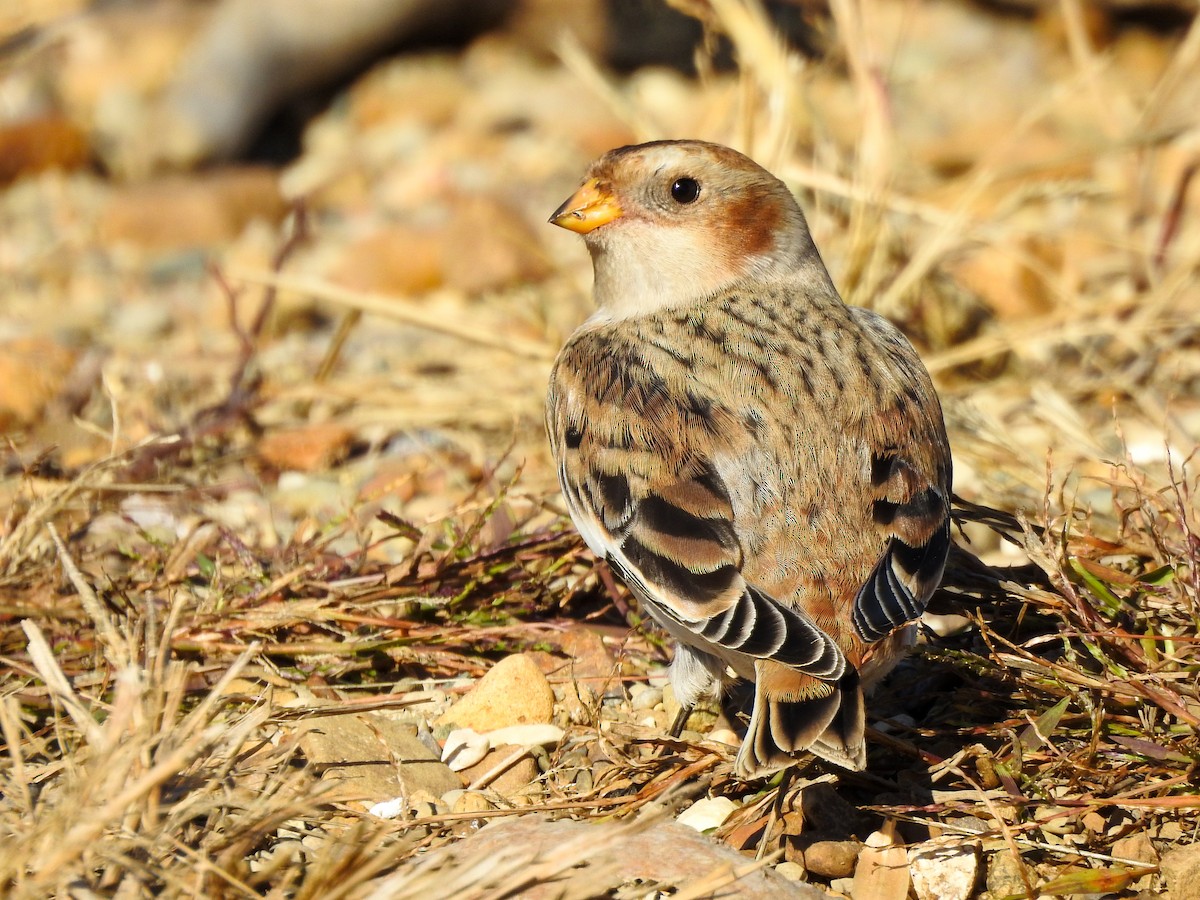 Snow Bunting - ML502212981