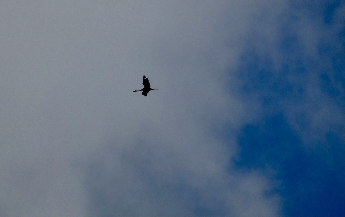 Sandhill Crane - ML502213521