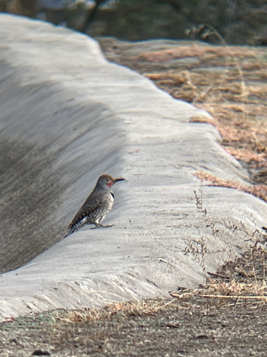 Northern Flicker - ML502214041